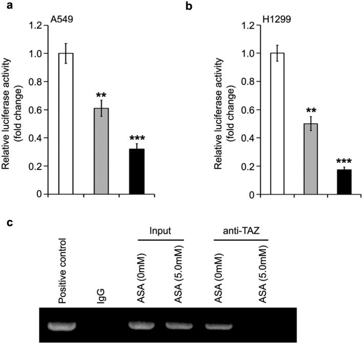 ChIP Analysis Shows Aspirin May Inhibit Lung Cancer Via TAZ/PD-L1 Axis